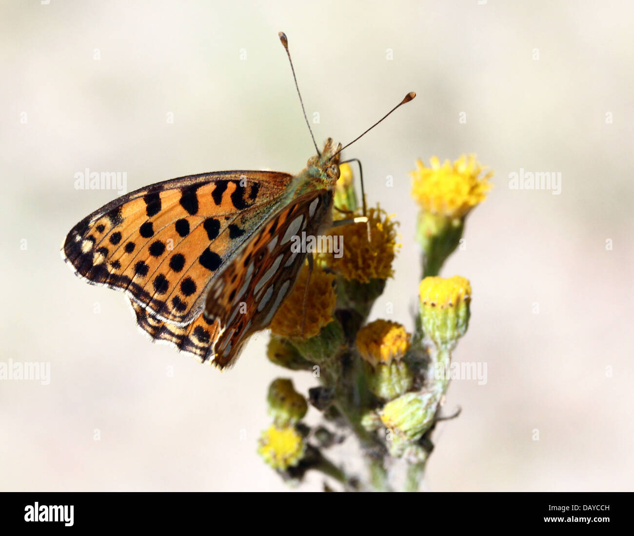 Close-up di una regina di Spagna Fritillary butterfly (Issoria lathonia) Foto Stock