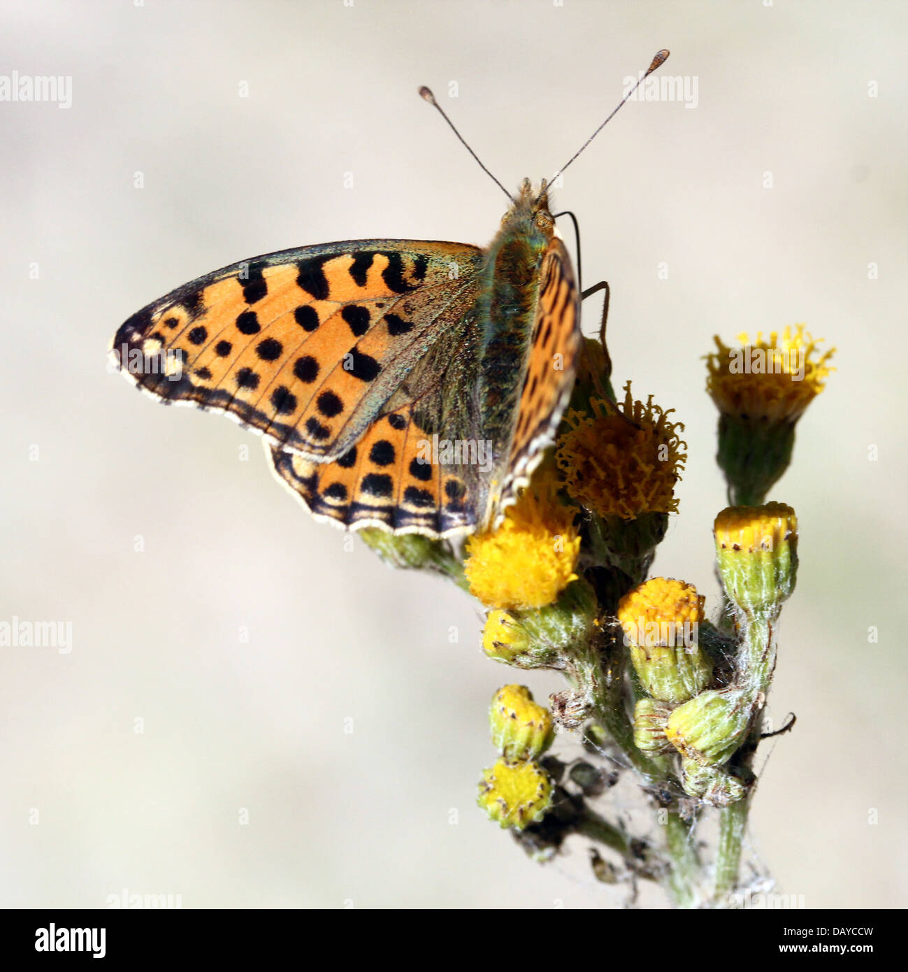 Close-up di una regina di Spagna Fritillary butterfly (Issoria lathonia) Foto Stock