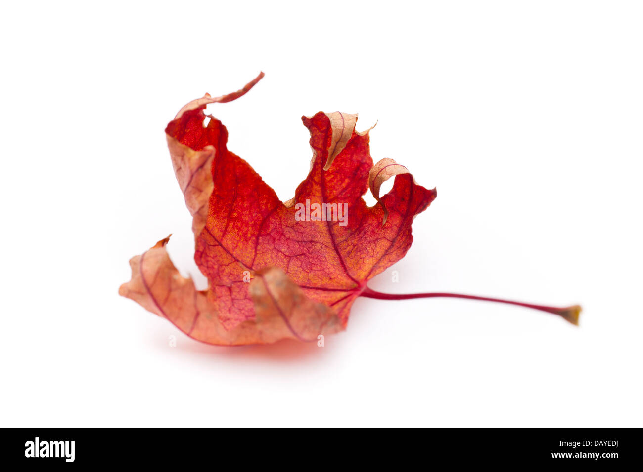 Asciugare maple leaf su sfondo bianco. Foto Stock
