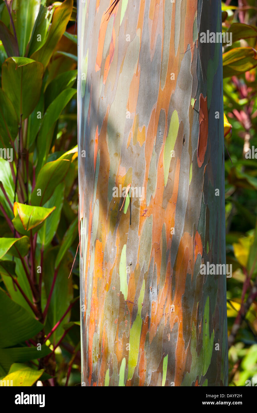 Arcobaleno colorato albero di eucalipto in un giardino di Maui, Hawaii. Foto Stock