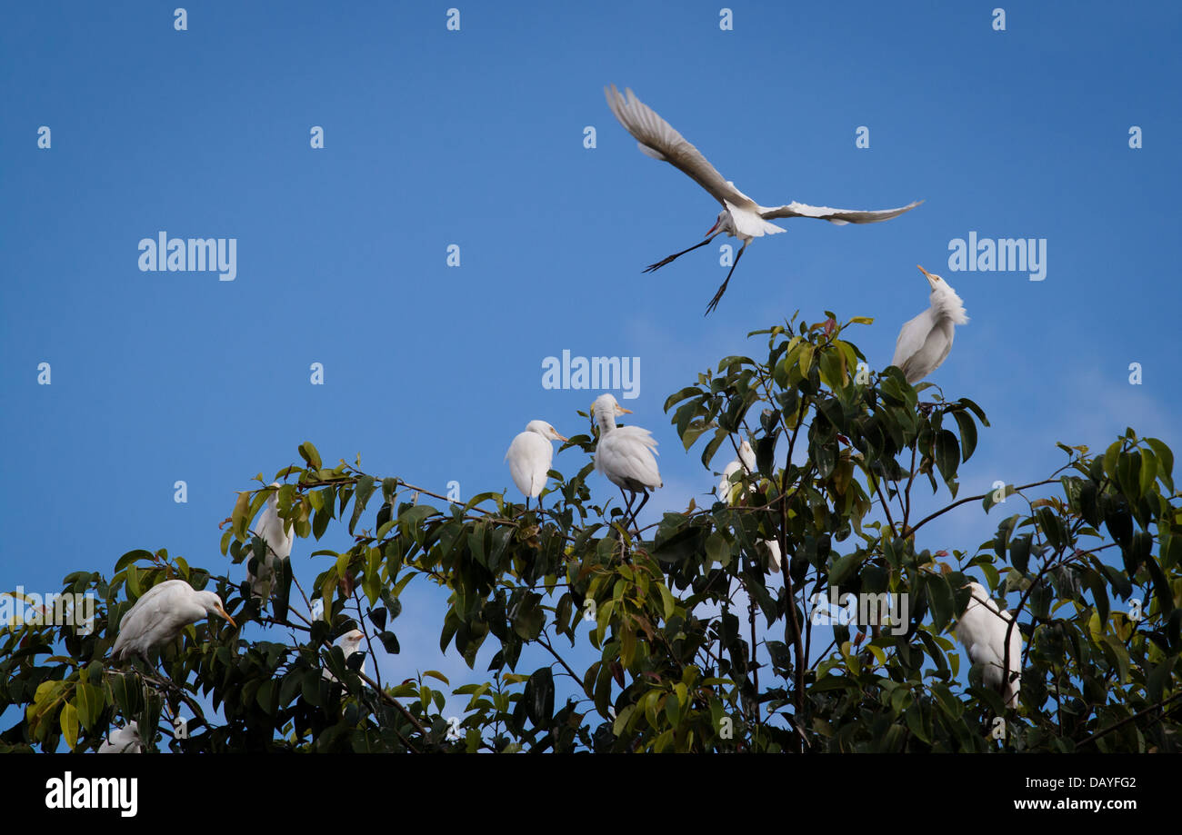 Uccello sull'albero Foto Stock