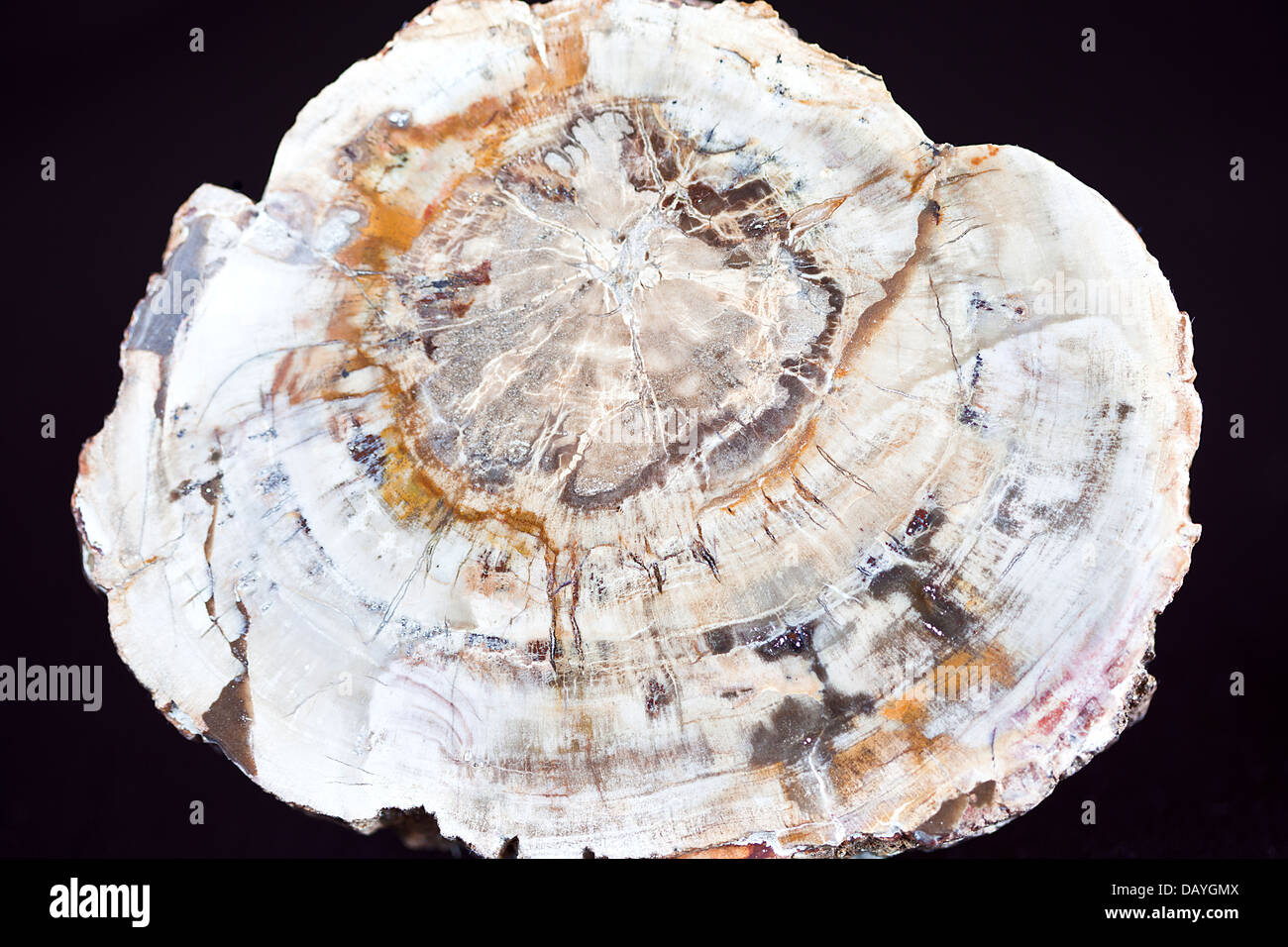 Legno fossile. Foto Stock