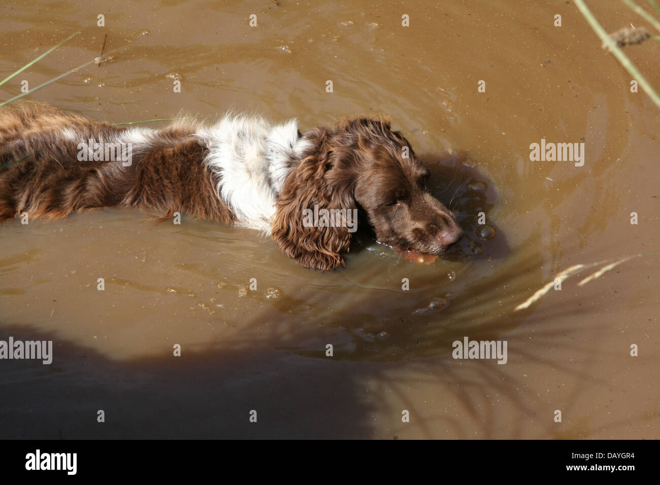 Cane in acqua torbida. Foto Stock