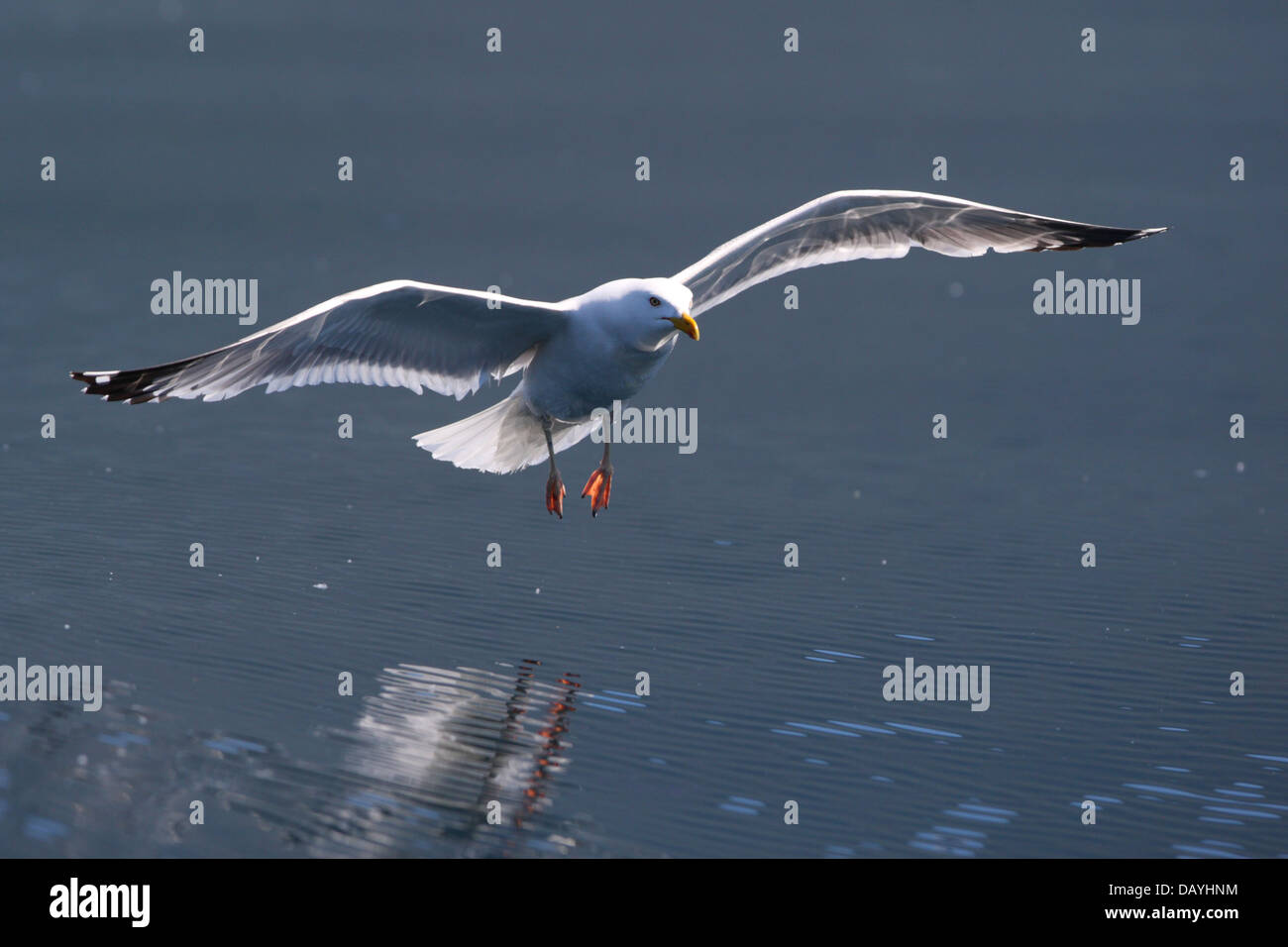 Aringa gabbiano (Larus argentatus) sbarco al lago Baikal, Siberia, Europa Foto Stock