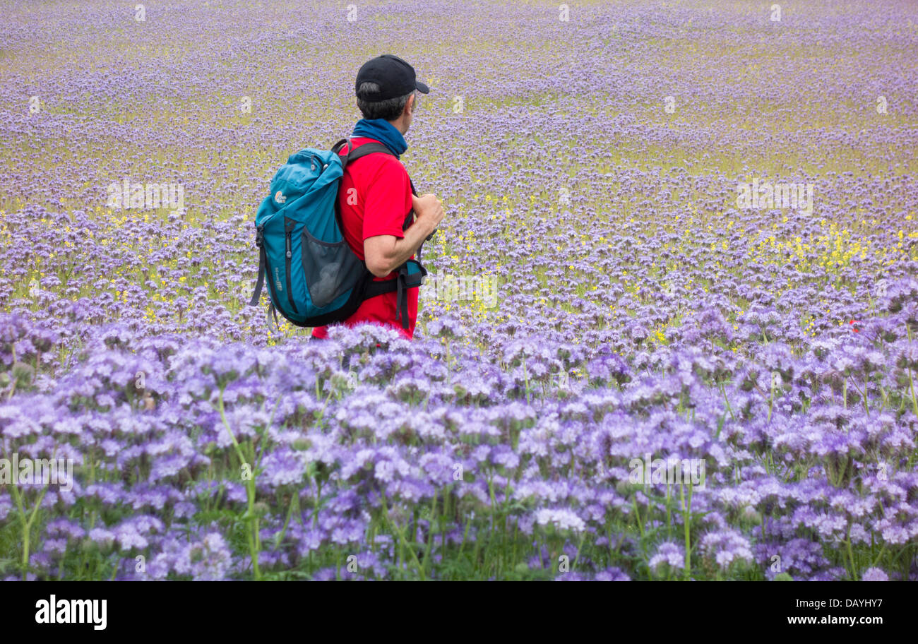 Escursioni in sentiero attraverso il campo di Phacelia Tanacetifolia, lacy phacelia, tansy blu o viola tansy. Ape amichevole raccolto di copertura, concime verde. REGNO UNITO Foto Stock