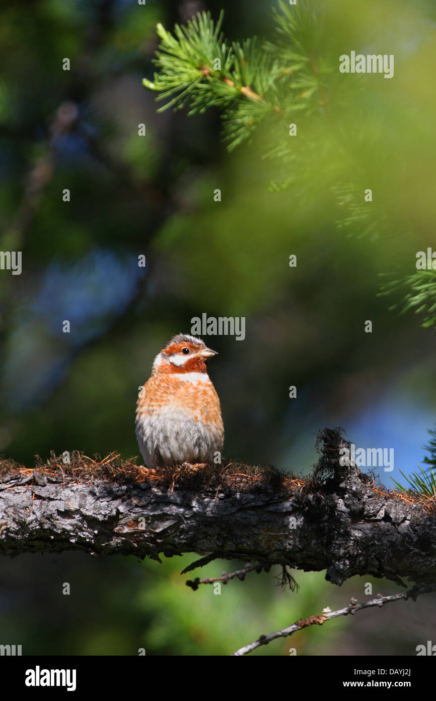 Pine Bunting (Emberiza leucocephalos), Baikal, Siberia, Russia Foto Stock