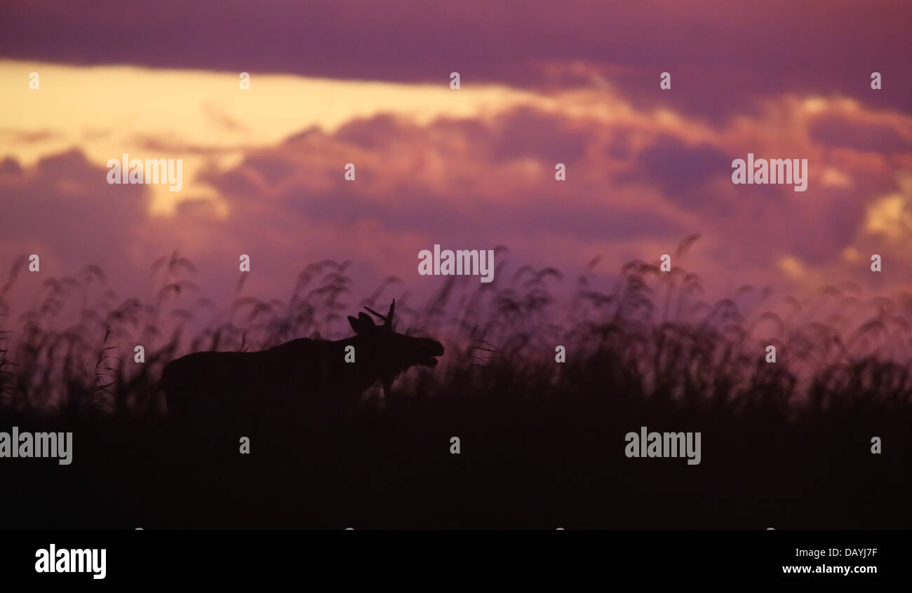 Solchi Elk (Alces alces) in canneti, dopo il tramonto. L'Europa, Estonia Foto Stock