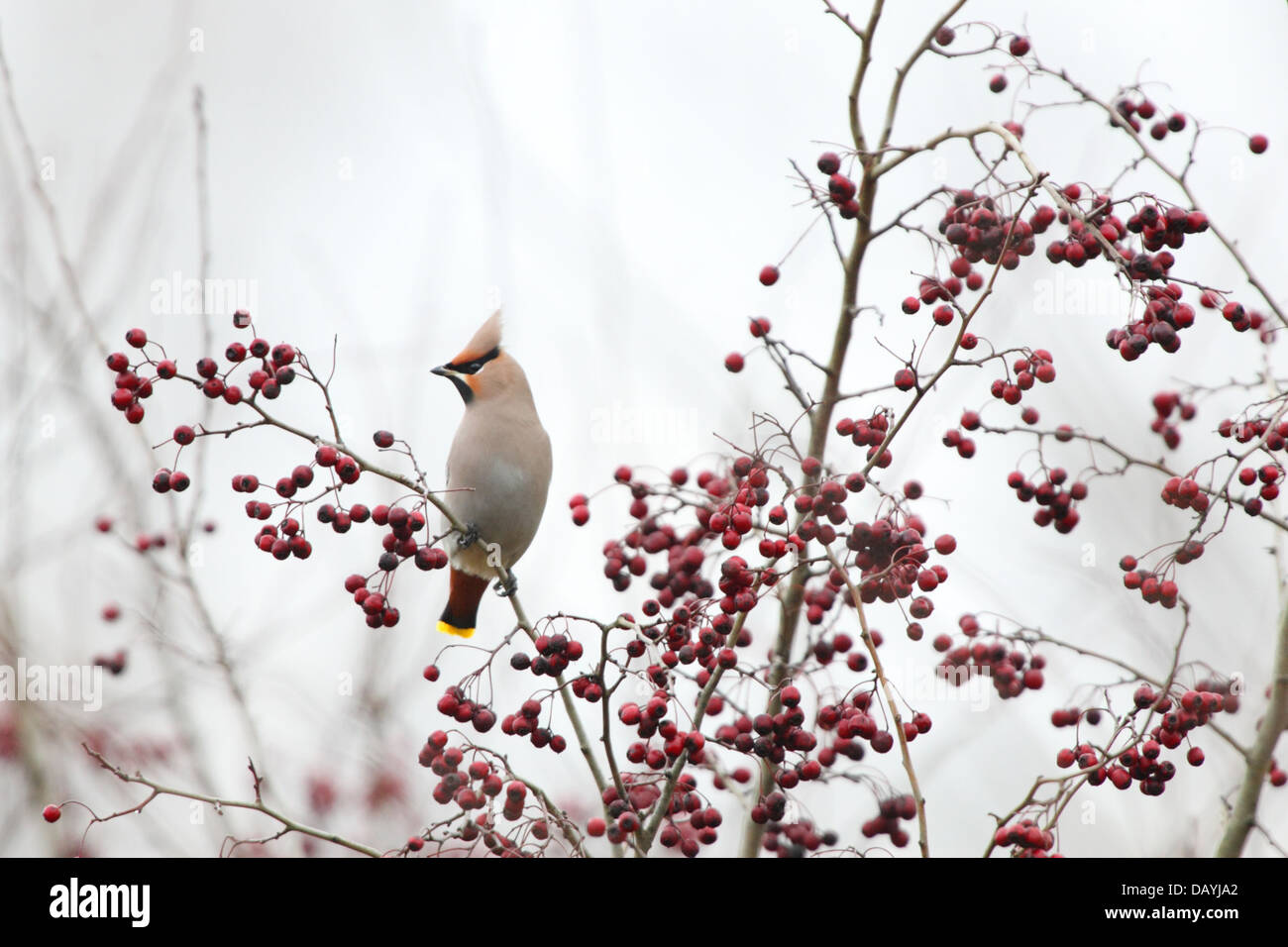 (Waxwing Bombycilla garrulus) sulla boccola albero, l'inverno. Europa Foto Stock