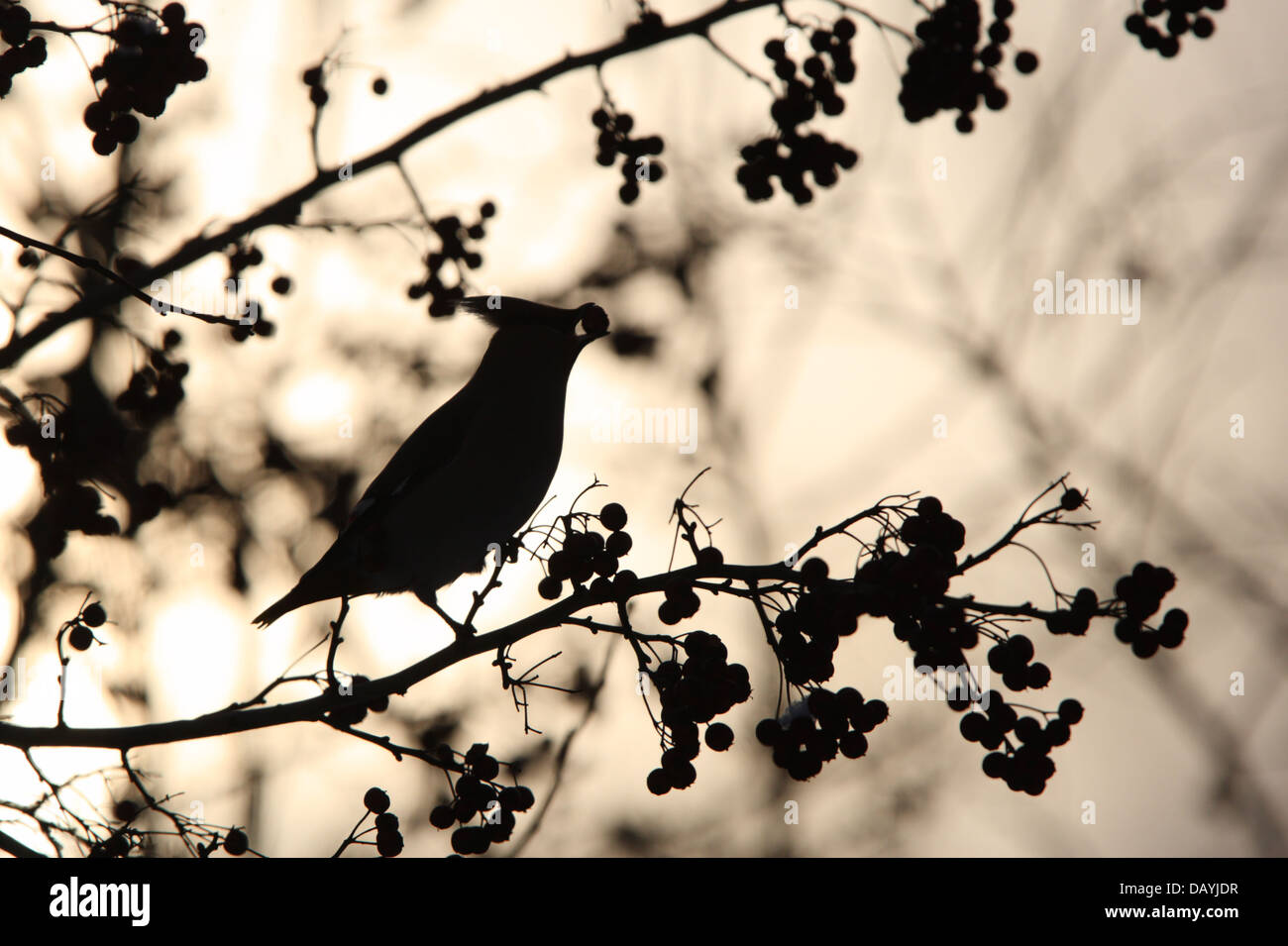 Silhouette di Waxwing (Bombycilla garrulus) in berry bush.. Europa Foto Stock