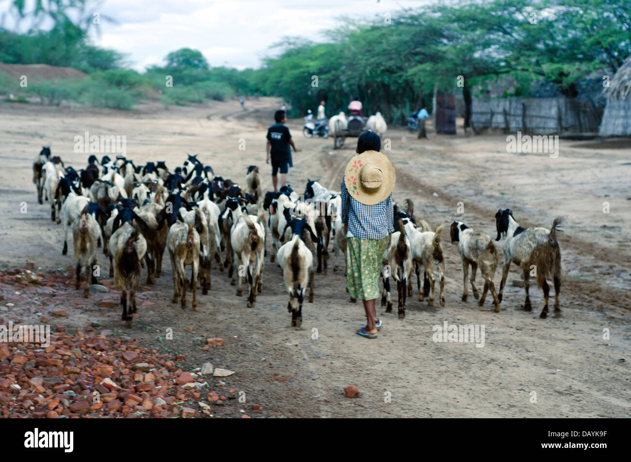 Ragazza con il gregge di capre,Bagan,Birmania Foto Stock