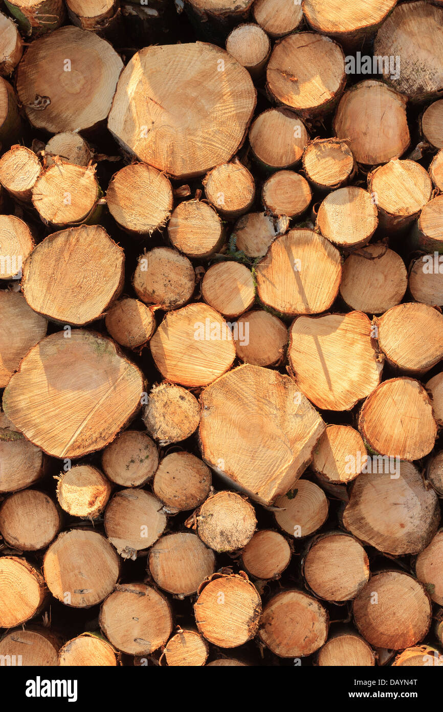 Pila di legname legname raccolto Pembrokeshire Wales Foto Stock