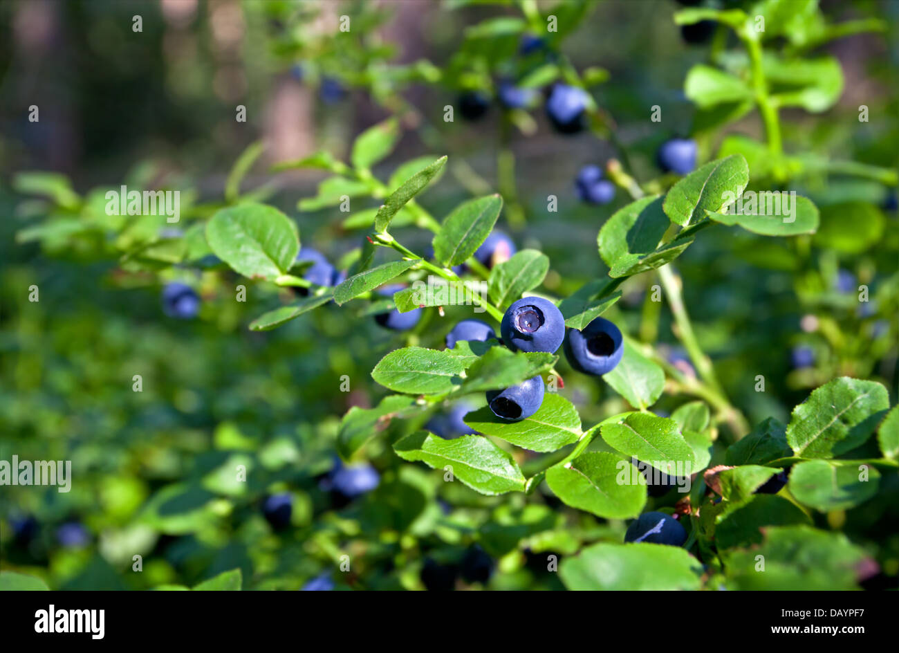 Mirtillo arbusti con bacche nel bosco selvatico Foto stock - Alamy