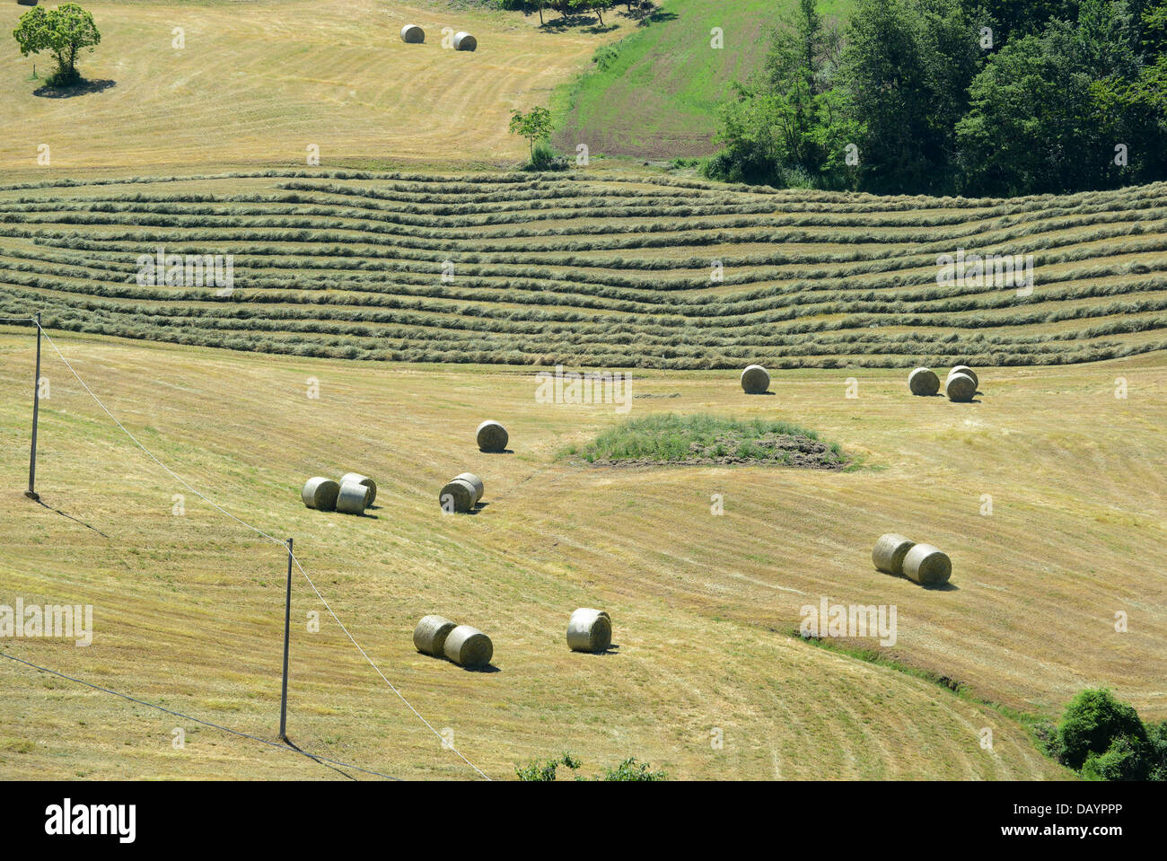 Balle di fieno su terreni agricoli Reggio Emilia colline in Italia la Regione Emilia Romagna Foto Stock