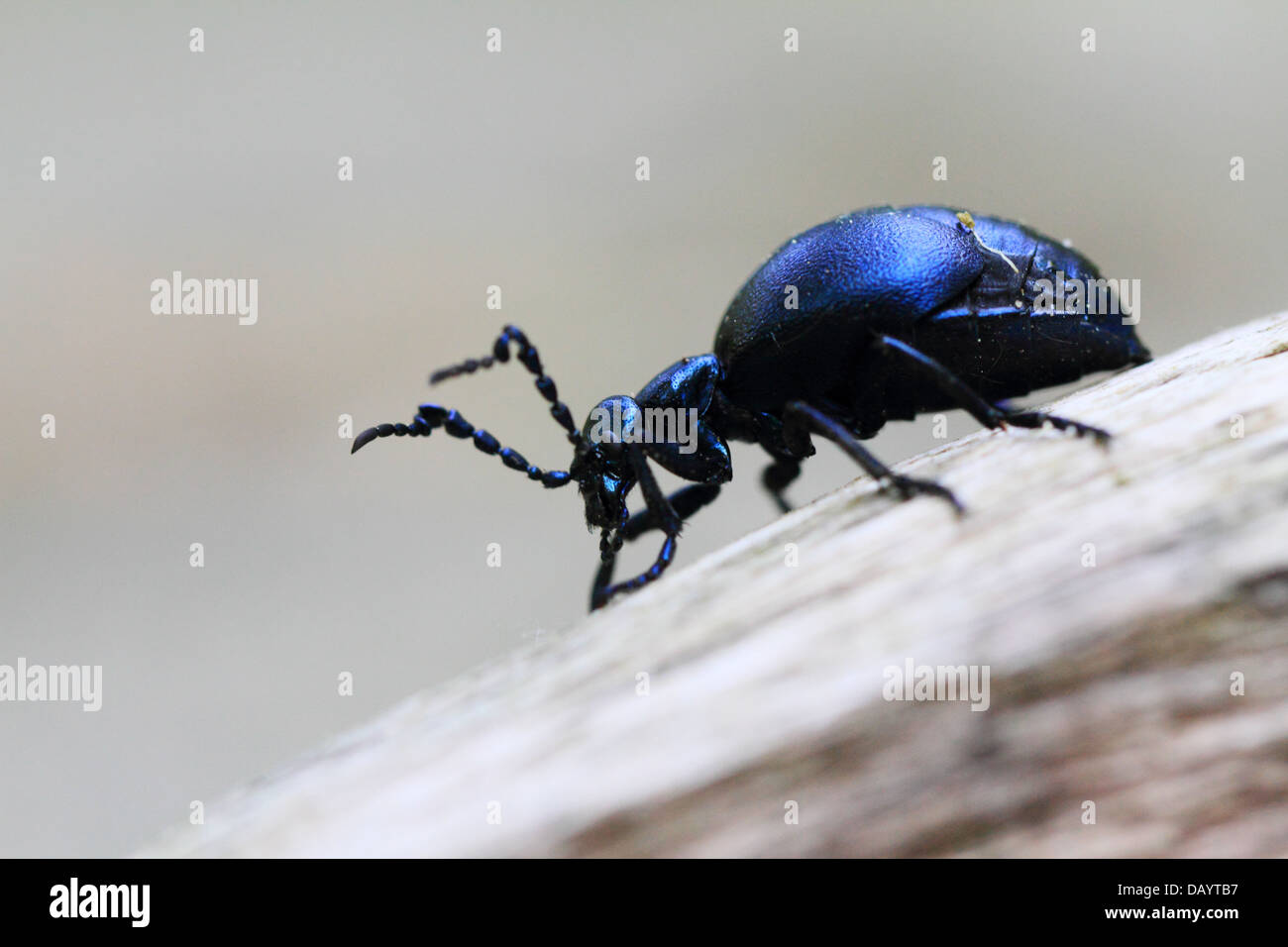 Il blister beetle specie Meloe tendente al violaceo. Fotografato a Vejle Nørreskov, Danimarca. Foto Stock