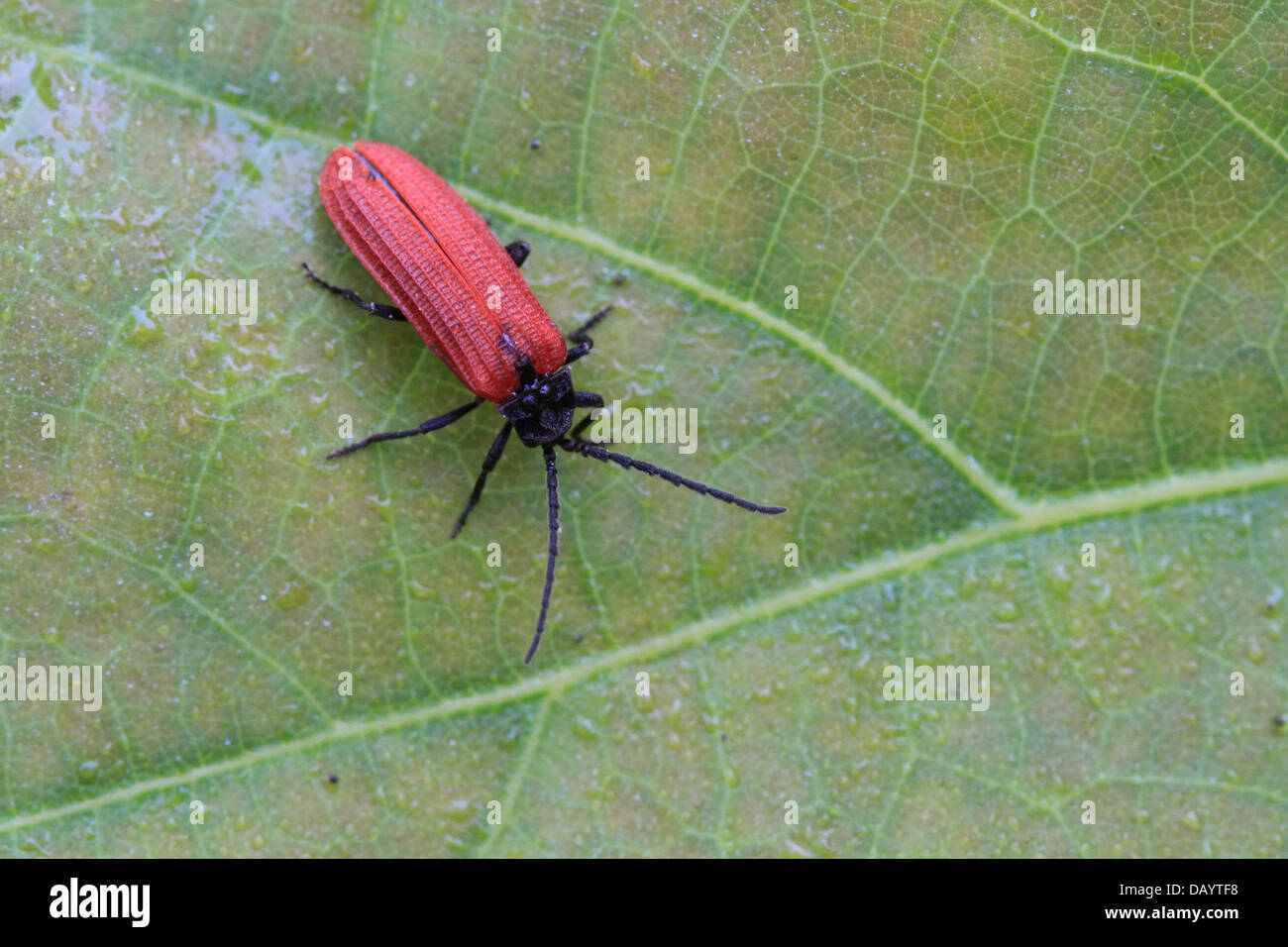 Net scarabeo alato (Pyropterus nigroruber) - una specie di scarse nel Regno Unito. Fotografato in Hune, Danimarca Foto Stock