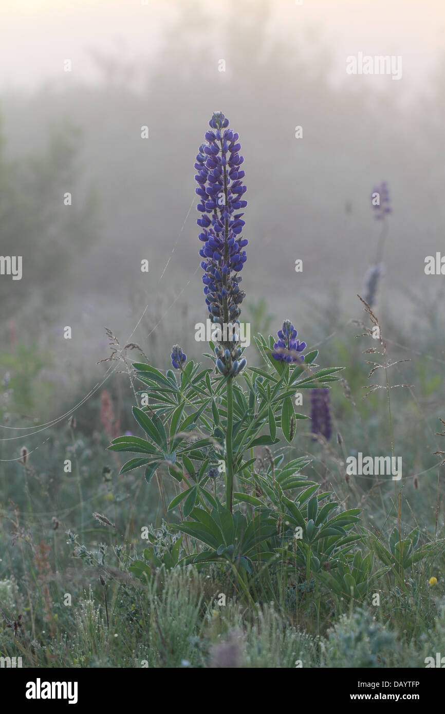 Grandi lasciato Lupin (Lupinus polyphyllus) - una specie invasive introdotto dal Nord America in Europa Foto Stock