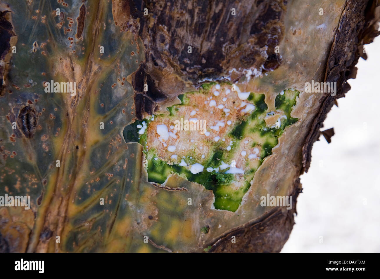 Incenso è derivato dal sap aromatico dell'incenso tree, Salalah, provincia di Dhofar, Oman. Foto Stock