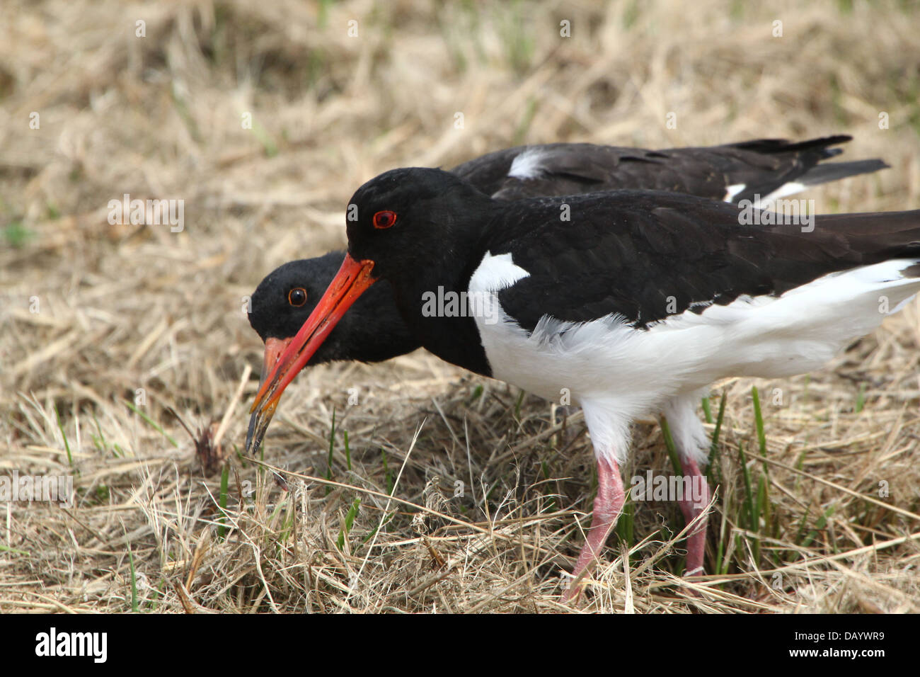 I capretti Pied comune (Oystercatcher Haematopus ostralegus) rovistando insieme con un genitore (oltre 30 immagini in serie) Foto Stock