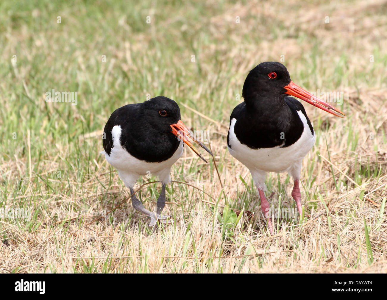 Comune di adulti Pied Oystercatcher (Haematopus ostralegus) insegnamento sua giovane per foraggio Foto Stock