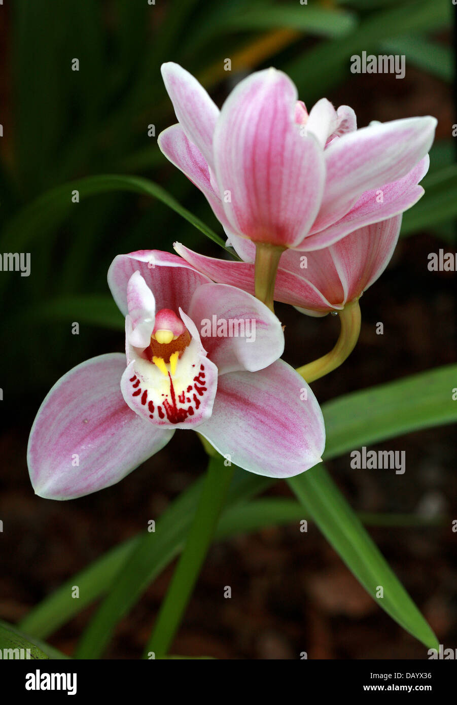 Rosa Orchidea ibrida, Orchidaceae. Foto Stock