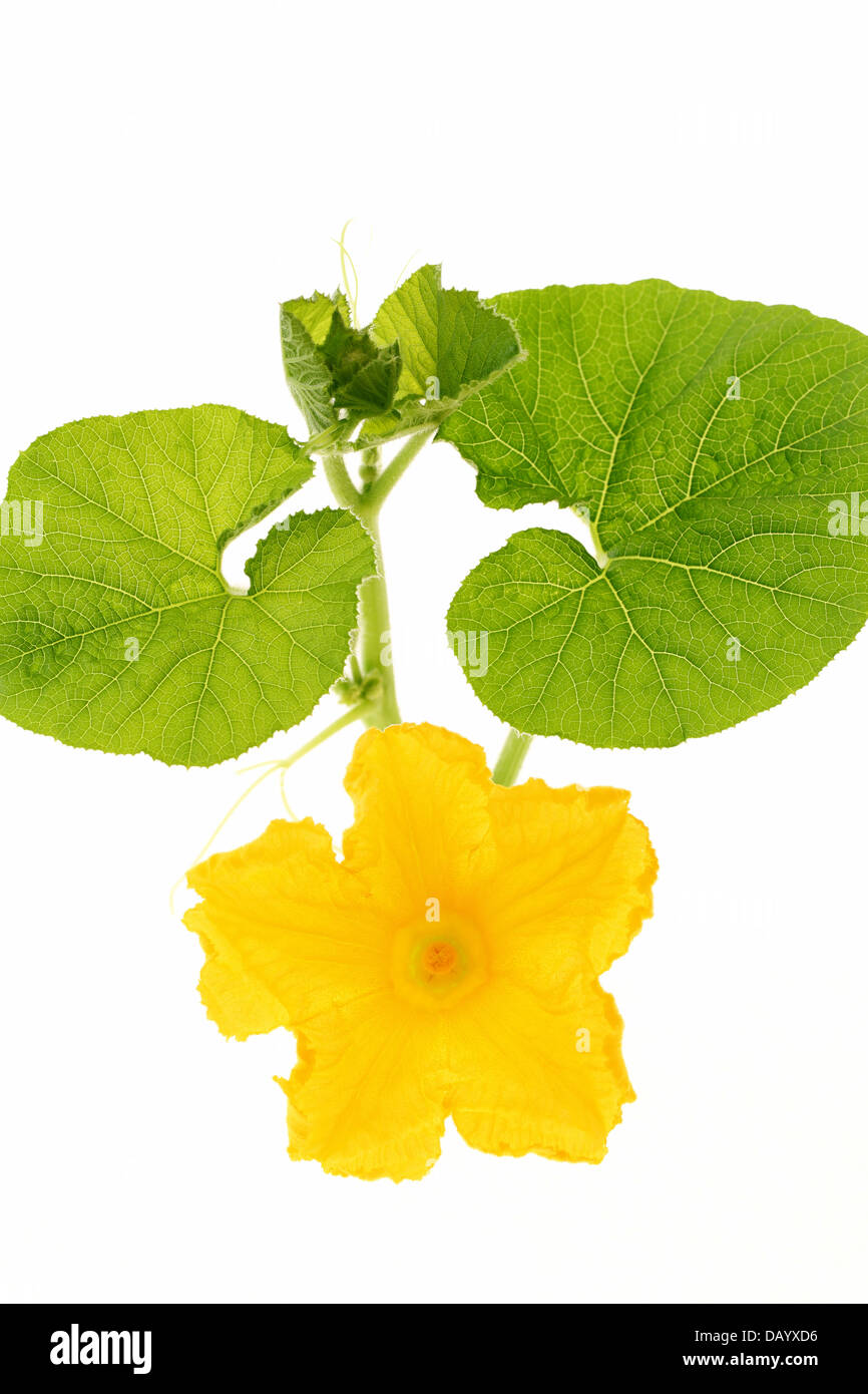 Fiori di zucca su sfondo bianco Foto Stock