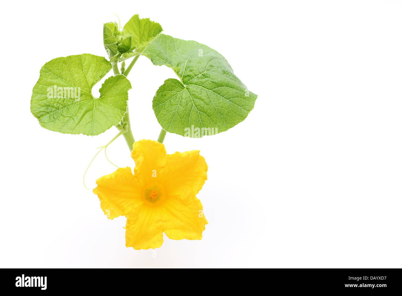 Fiori di zucca isolati su sfondo bianco Foto Stock