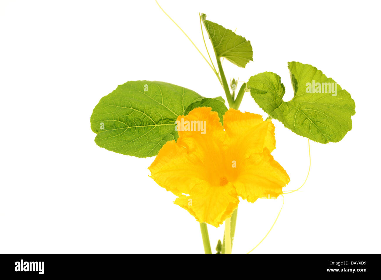 Fiori di zucca isolati su sfondo bianco Foto Stock