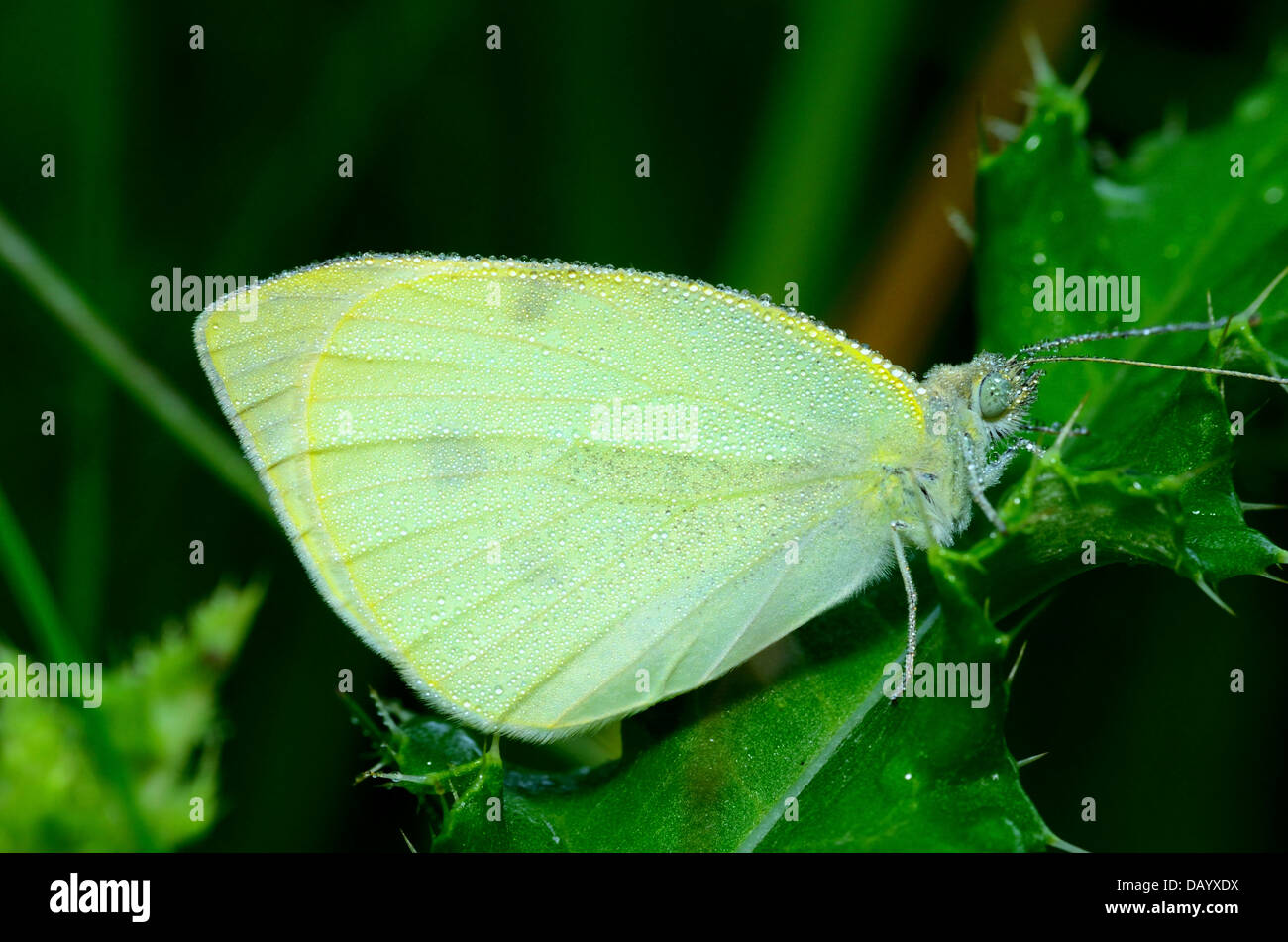 Dogbane Tiger Moth arroccato su di un impianto. Foto Stock