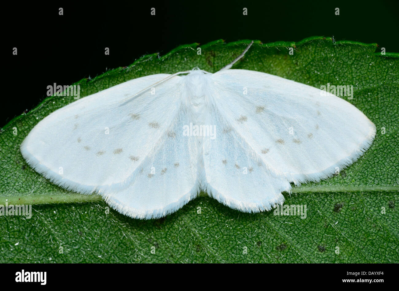 Dogbane Tiger Moth arroccato su di un impianto. Foto Stock