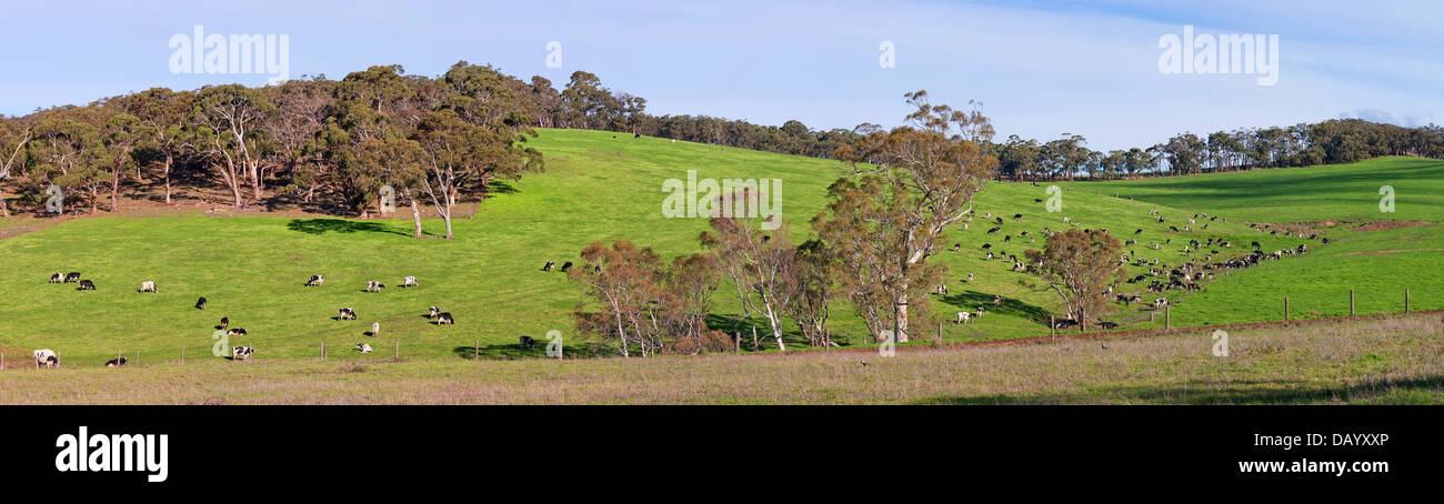 Vacca da latte bovino allevamento di mucche frisone Macclesfield South Australia Foto Stock