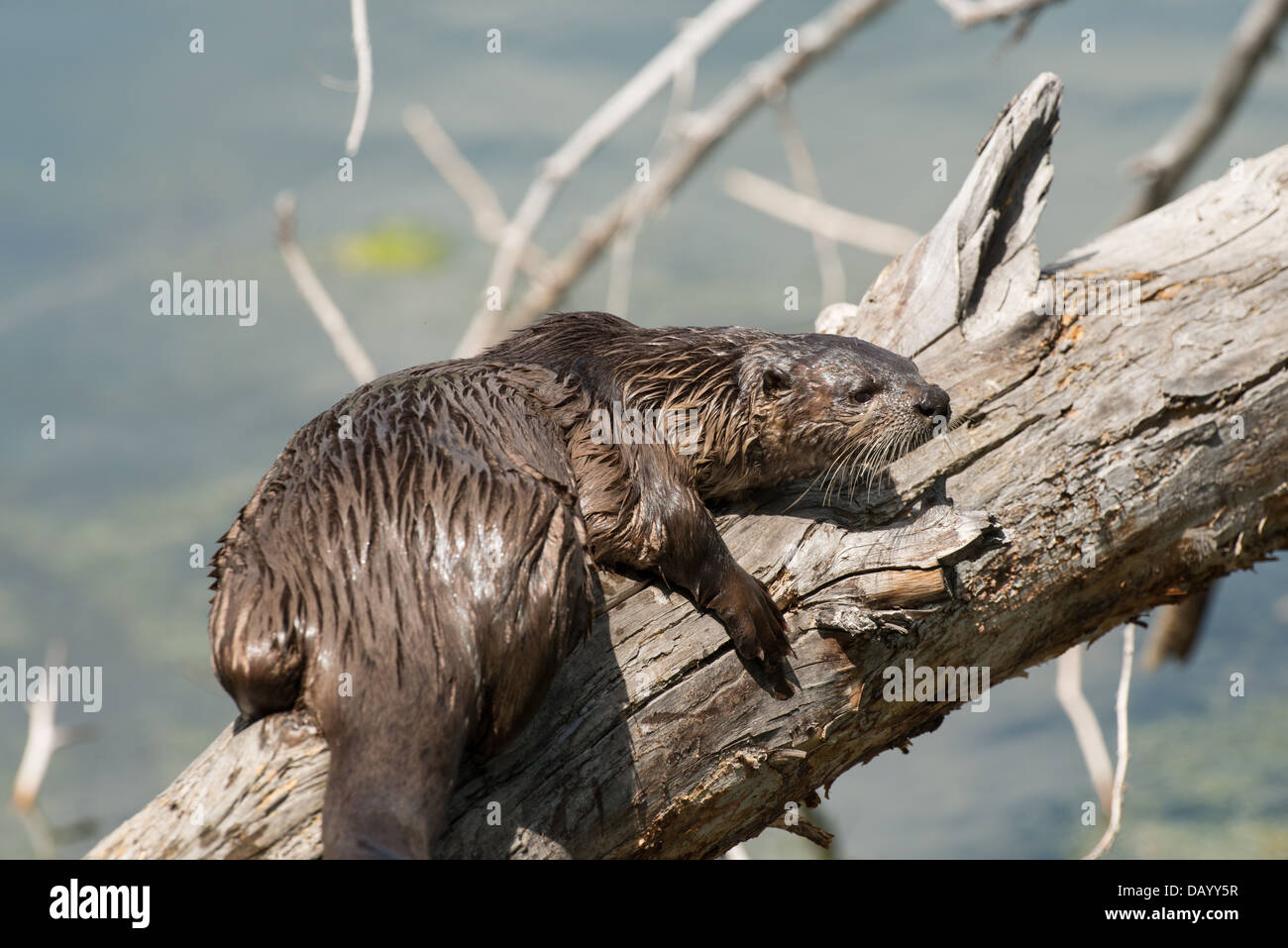 Foto di stock di Nord America Lontra di fiume appeso attraverso un registro. Foto Stock