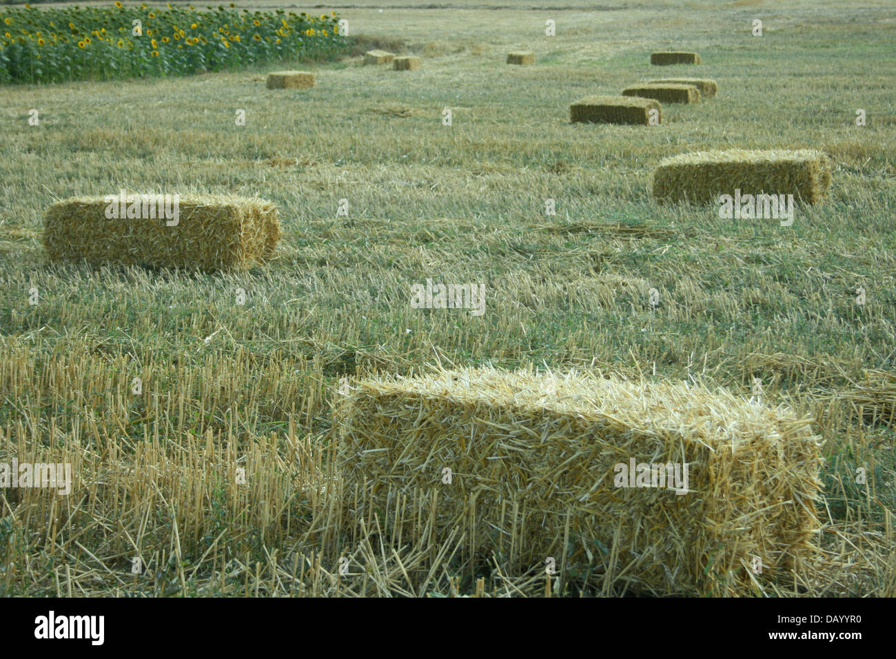 Le balle di paglia vicino campo di girasoli Foto Stock