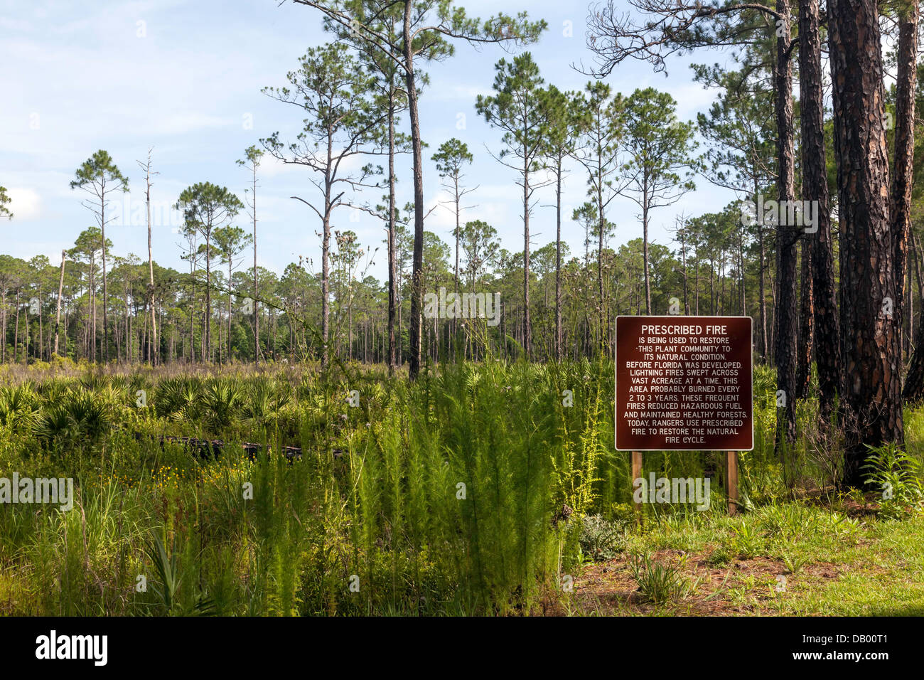 In Paynes Prairie preservare il fuoco prescritto utilizzato per ripristinare il naturale ciclo di fuoco e di comunità vegetali a condizione naturale. Foto Stock