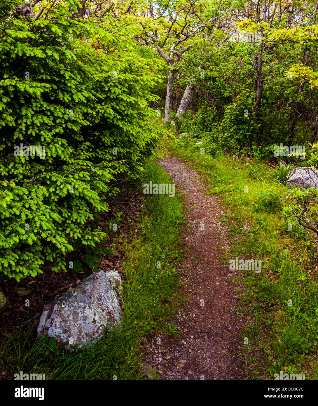 Sentiero attraverso una foresta nel parco nazionale di Shenandoah, Virginia. Foto Stock