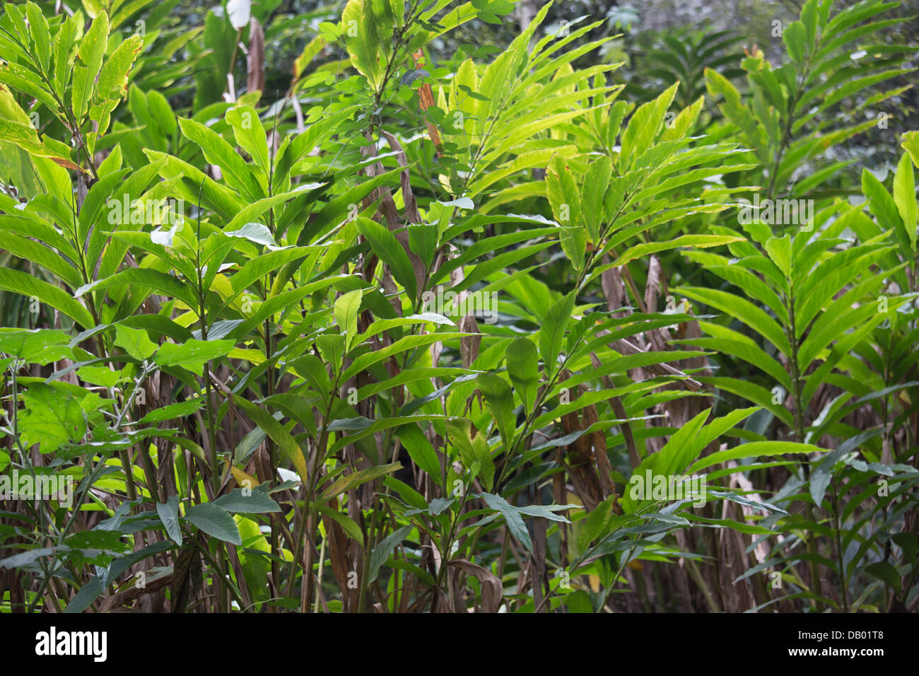 Il cardamomo piante, Munar, India Foto Stock