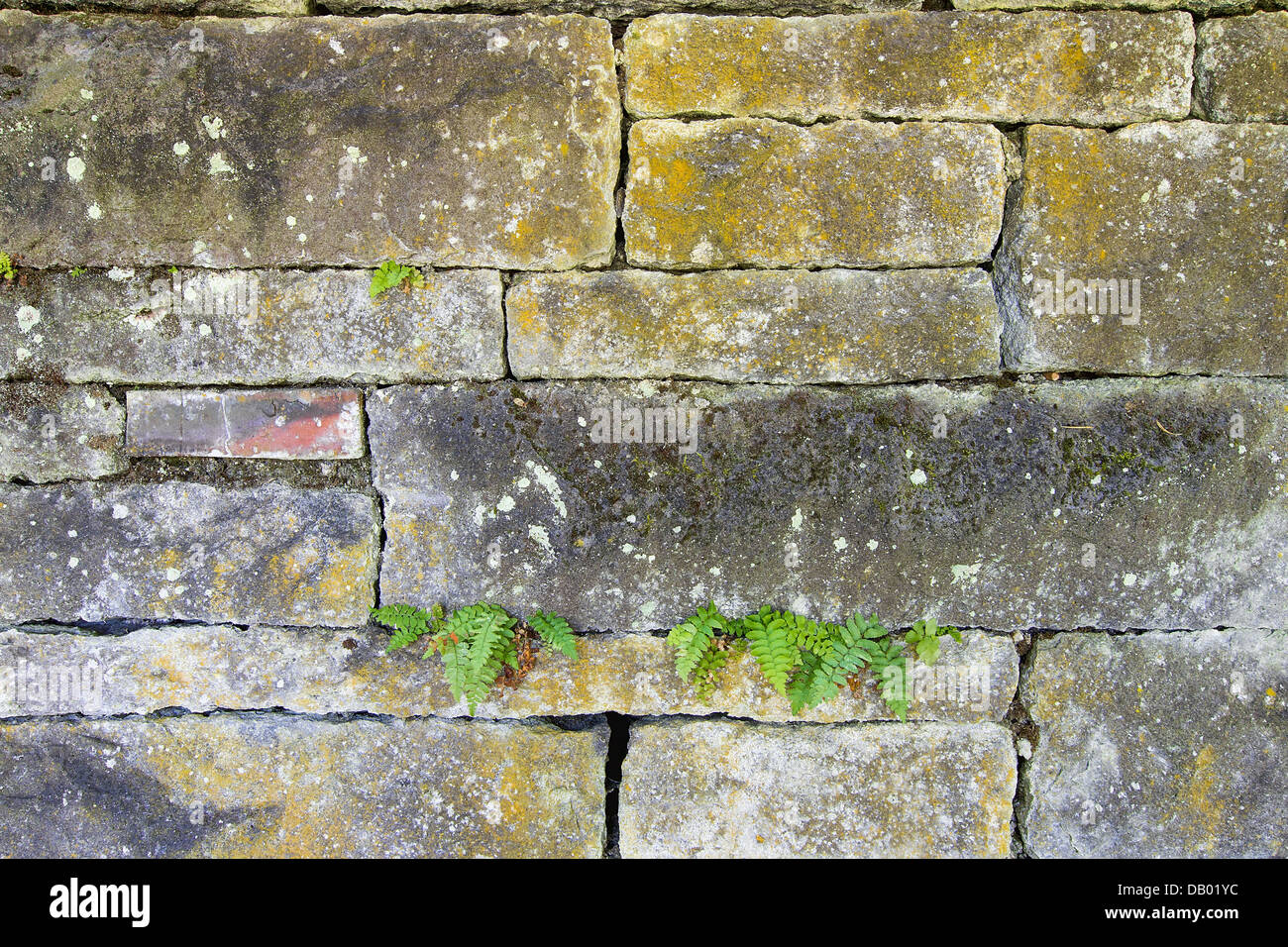 Vecchio impilati blocco di pietra a parete con felci crescente attraverso fessure Foto Stock