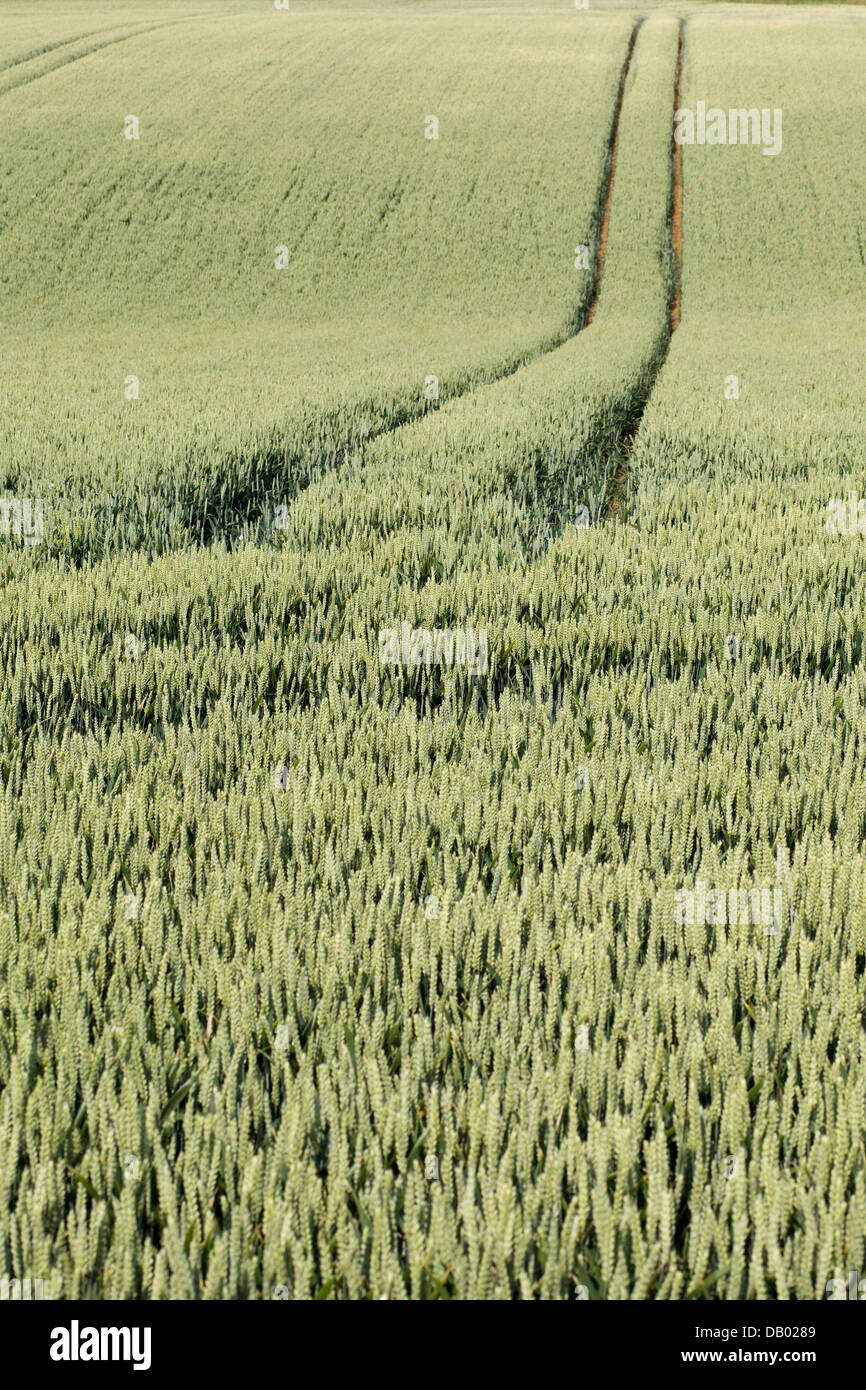 Campo di grano con veicolo le vie che corre attraverso il centro nella campagna inglese Foto Stock