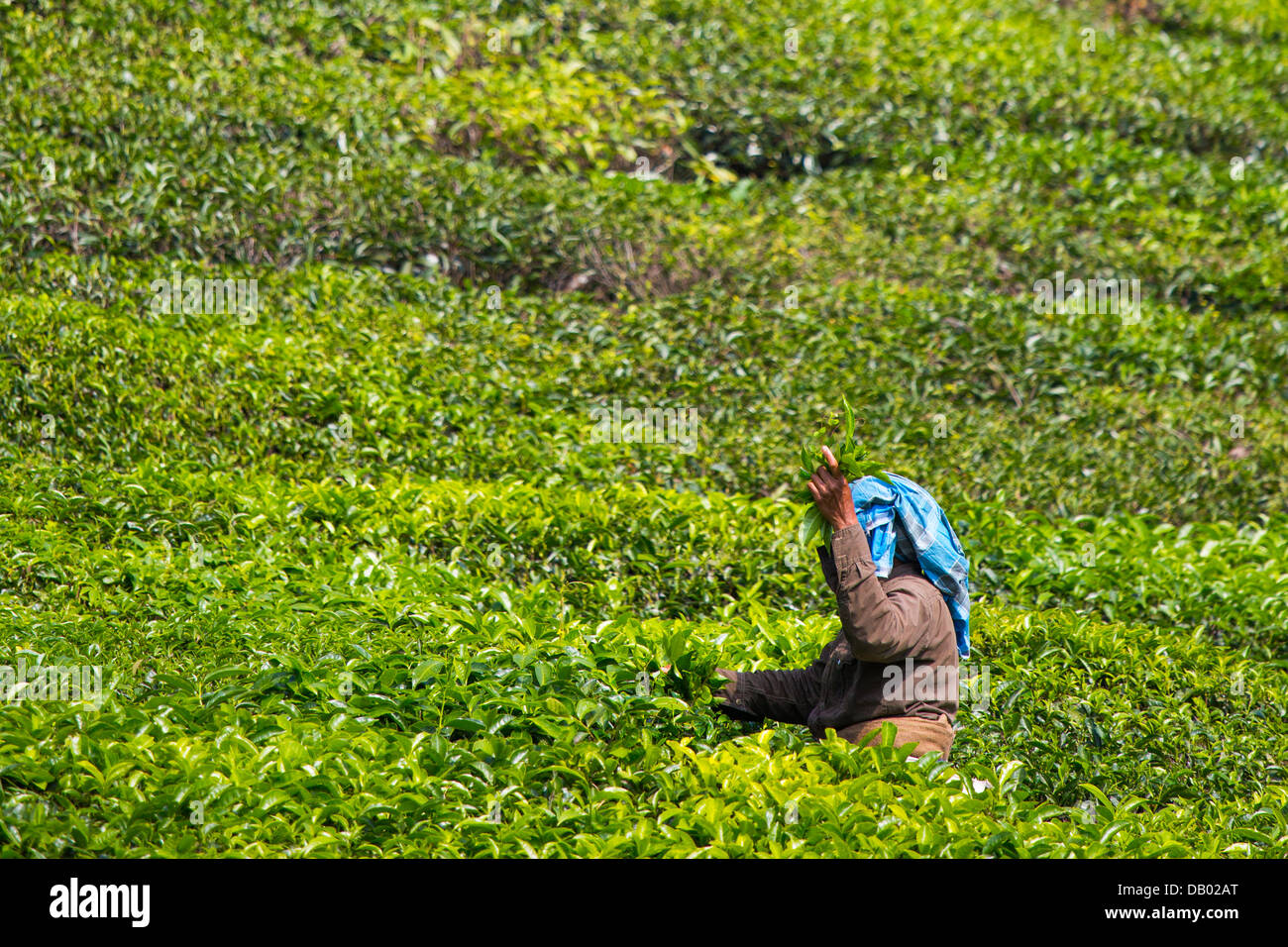 Donna di tè di prelievo in corrispondenza di una piantagione di tè in Munar, India Foto Stock