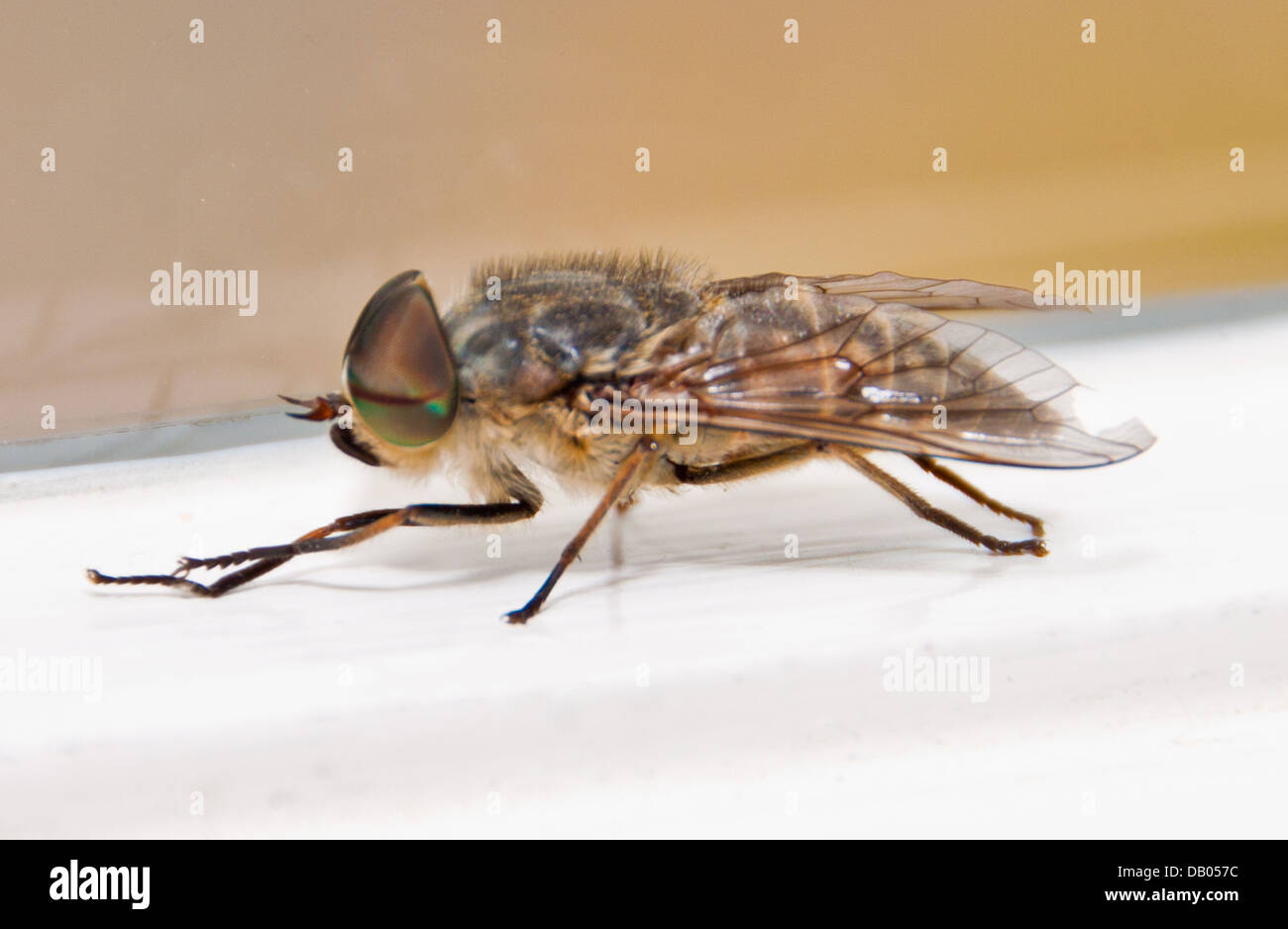 Horse-fly - Tabanus Bromius Foto Stock