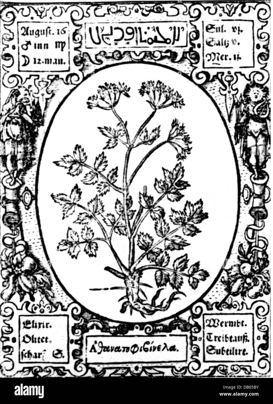 Botanica, erbe, saxifrage (Pimpinella), taglio di legno, erbe di Leonard Thurneysser, Berlino, Germania, 1578, diritti aggiuntivi-clearences-non disponibile Foto Stock