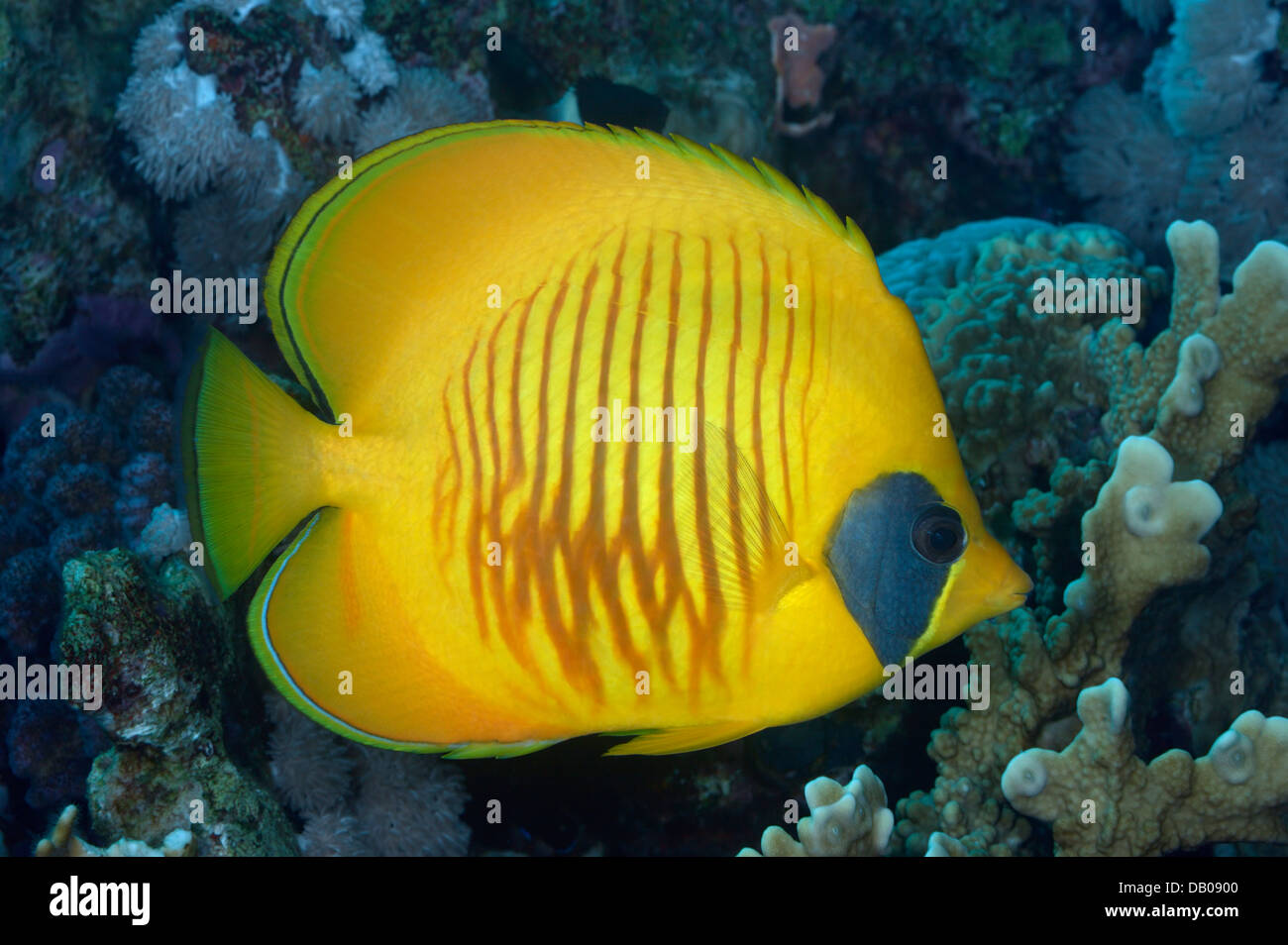 Giallo butterflyfish presso la barriera corallina. Foto Stock