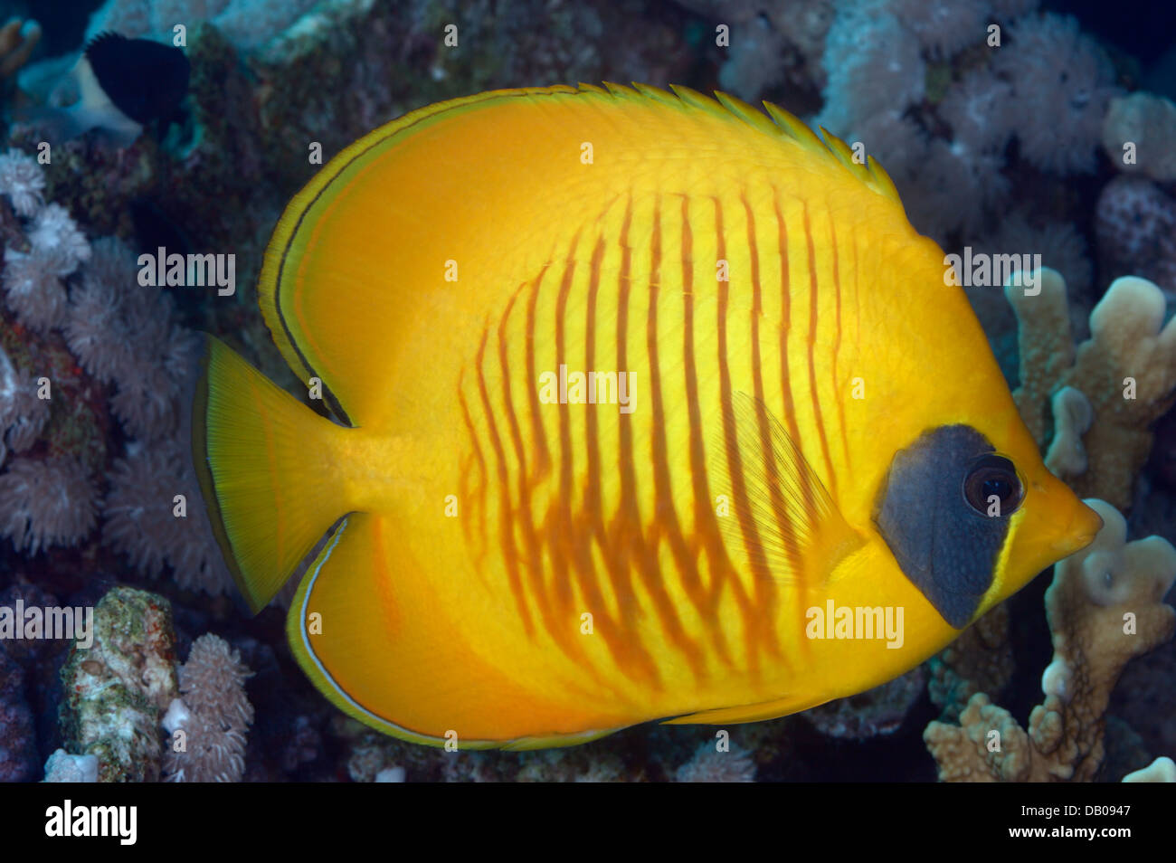 Giallo butterflyfish presso la barriera corallina. Foto Stock