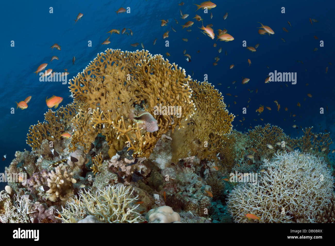 Fire coralli ospitano migliaia di pesci ma sono pericolosi per chi li tocco. Hawkfish e antias pesci vivono al loro interno spesso. Foto Stock