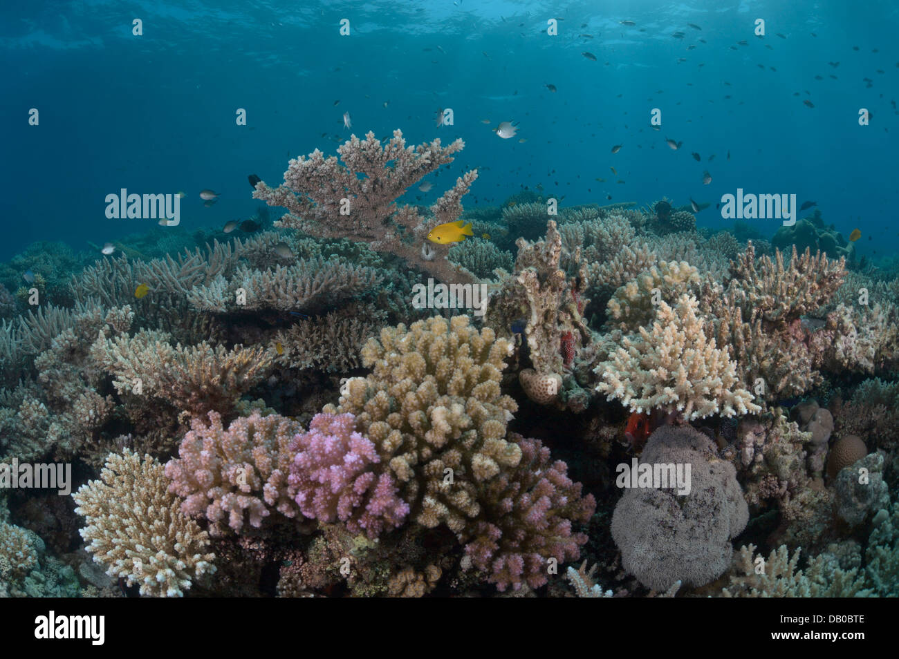 Coralli e spugne creare splendide formazioni in acque del Mare Rosso. Alcuni coralli sono così colorati che sembra un tappeto. Foto Stock