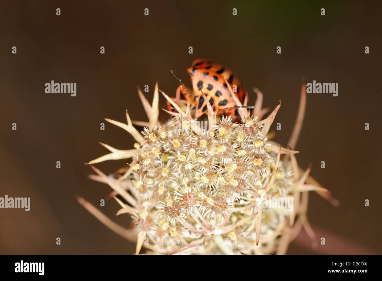 Graphosoma lineatum su carota frutti Foto Stock