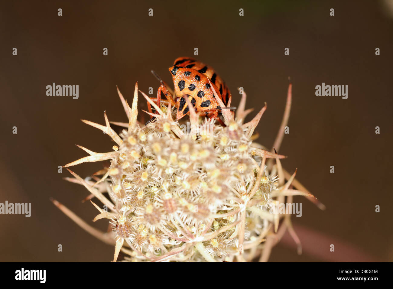 Graphosoma lineatum su carota frutti Foto Stock