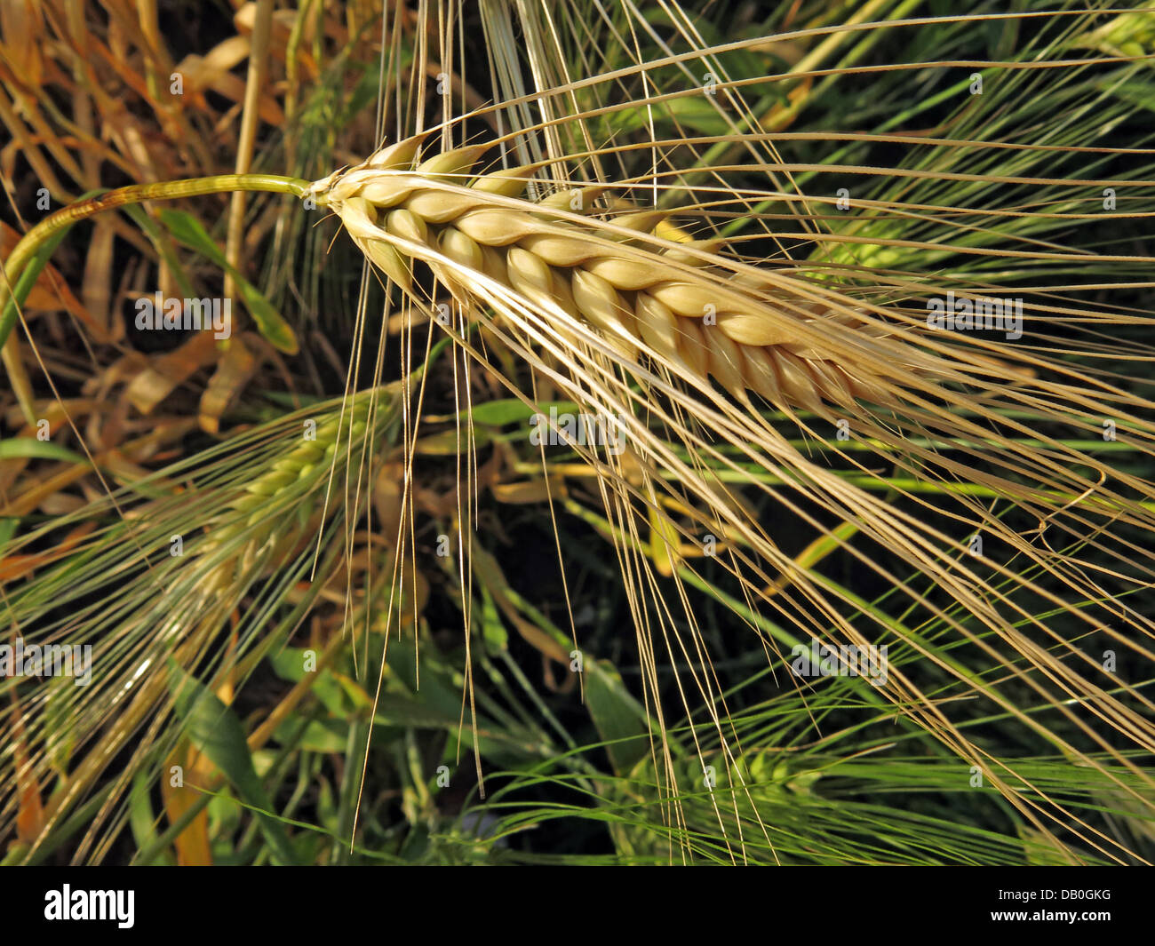 Il grano in un campo pronto per la mietitura in Grappenhall, Cheshire, NW England, Regno Unito Foto Stock