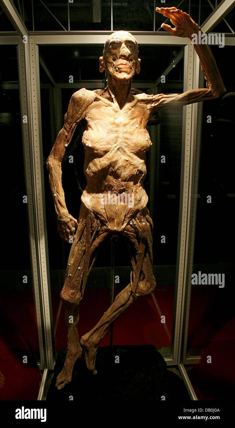 Preparate il corpo di un uomo foto della mostra 'corpi reali - Imparare dai morti" a Bad Kissingen, Germania, 01 settembre 2007. La raccolta di circa 400 presenta costituito da conservati i corpi umani, organi e modelli di parti del corpo è stato aperto il 1 settembre e si propone di ottenere una conformazione anatomica e conoscenze mediche di fronte al visitatore. Foto: Daniel Karmann Foto Stock