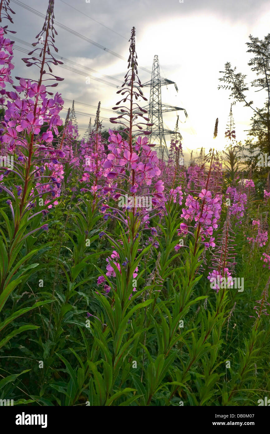 Rosebay Willowherb Epilobium angustifolium Foto Stock