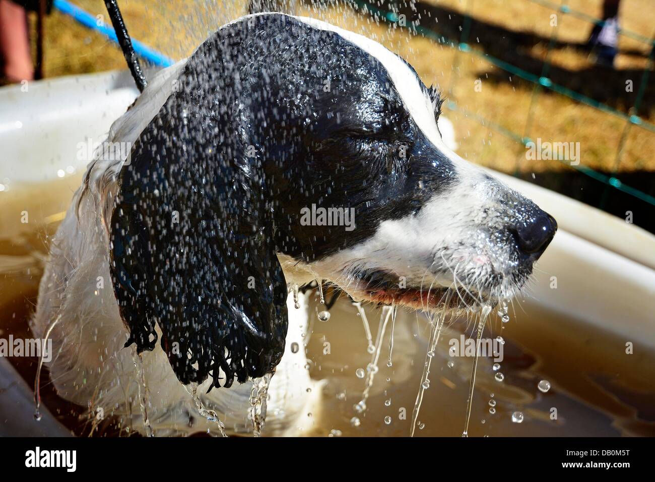 Alcester Warwickshire. 22 Luglio, 2013. Ogni cane ha il suo giorno- Springer Spaniel " Kia " di proprietà di Ann-Marie Barlow di Accrington prende una doccia di raffreddamento dopo la sua performance in il BASC Scurry concorso al CLA gioco equo, Ragley Hall, Alcester, Warwickshire, 19,20,21Luglio st. Foto di John Robertson, 2013. © John Robertson/Alamy Live News Foto Stock